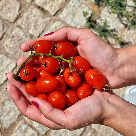 Horta Das Laranjas Serpa Extérieur photo